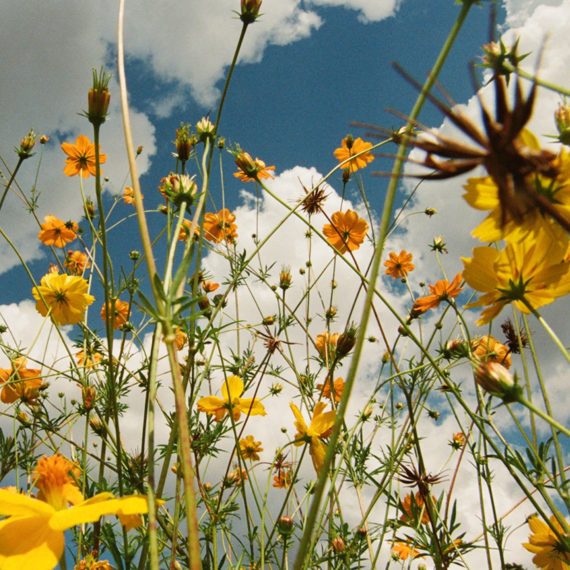 Tasha - You Are Spring! LP